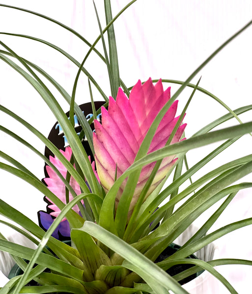 Tillandsia Cyanea Pink Quill with white pot