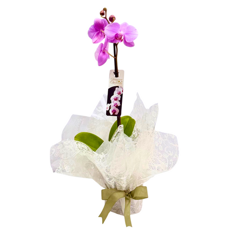 Single Stem Phalaenopsis Orchid