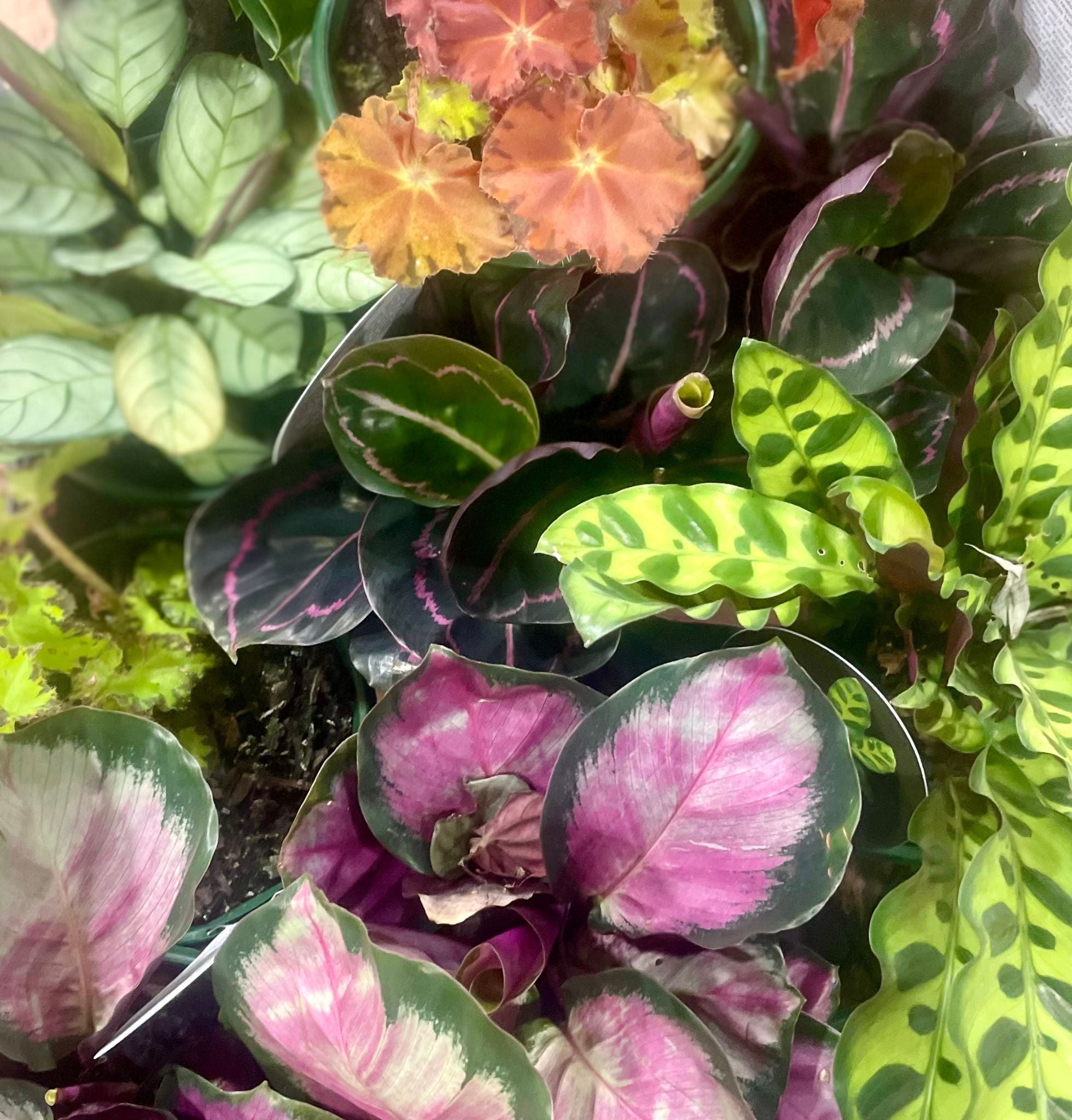 Indoor Plant