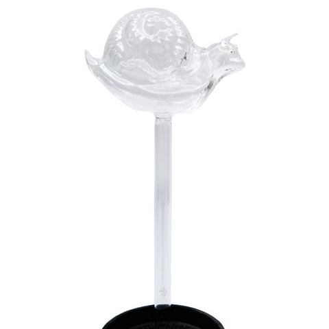 Snail Plant Water Seeper Clear