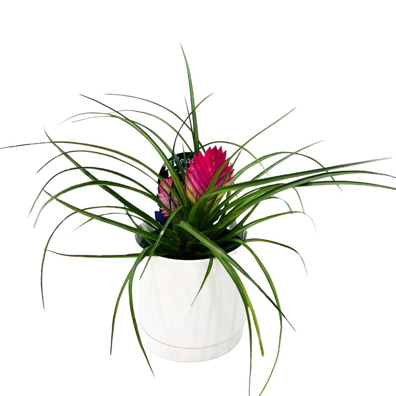 Tillandsia Cyanea Pink Quill with white pot