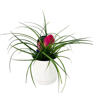 Tillandsia Cyanea Pink Quill with white pot