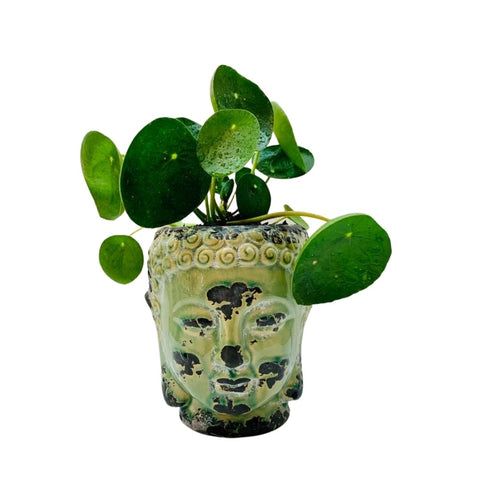 Buddha  Planter and Chinese Money Plant -Pilea peperomioides
