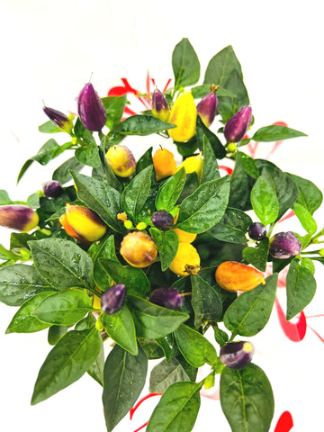 I Think Your Hot - Ornamental Chilli Plant