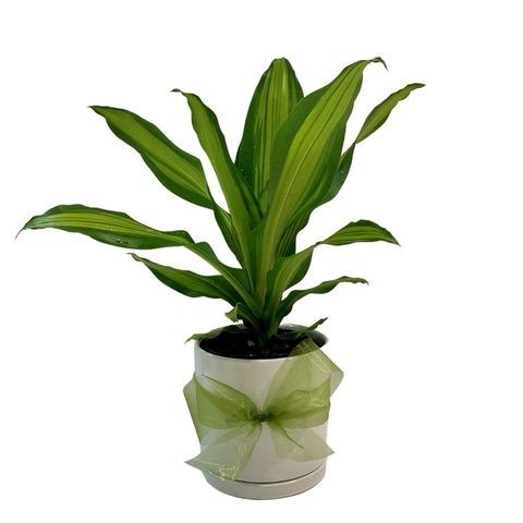 Happy Plant - Dracaena Massangeana