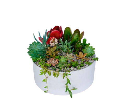 Large Succulent Bowl