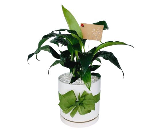 Peace Lily - Medium